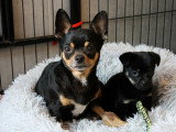 Chienne Chihuahua black and tan 6 ans à vendre non LOF