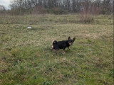 Chienne Chihuahua black and tan 6 ans à vendre non LOF