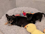 Chienne Chihuahua black and tan 6 ans à vendre non LOF