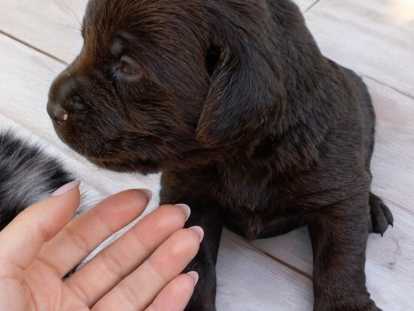Chiots Labrador à vendre