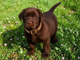 Chiots Labrador à vendre