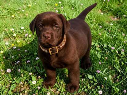 Chiots Labrador à vendre