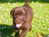 Chiots Labrador à vendre