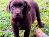 Chiots Labrador à vendre