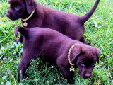 Chiots Labrador à vendre