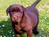 Chiots Labrador à vendre