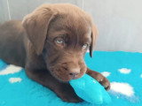 Cinq chiots mâles Labrador LOF de janvier 2026 en vente