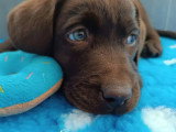 Cinq chiots mâles Labrador LOF de janvier 2026 en vente