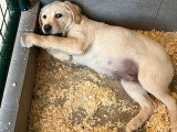 Cinq chiots mâles Labrador LOF de janvier 2026 en vente