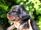 3 chiots Teckel mâles LOF à réserver, nés avril 2026