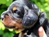 3 chiots Teckel mâles LOF à réserver, nés avril 2026