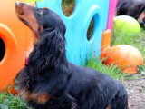 3 chiots Teckel mâles LOF à réserver, nés avril 2026