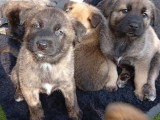 Chiots Malinois croisés Husky et Kangal à vendre