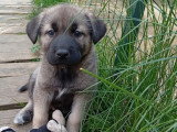 Chiots Malinois croisés Husky et Kangal à vendre