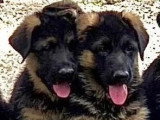 5 chiots Berger Allemand mâles LOF nés en février 2026 à vendre