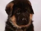 5 chiots Berger Allemand mâles LOF nés en février 2026 à vendre
