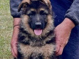 5 chiots Berger Allemand mâles LOF nés en février 2026 à vendre