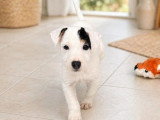 5 chiots Berger Allemand mâles LOF nés en février 2026 à vendre