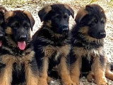 5 chiots Berger Allemand mâles LOF nés en février 2026 à vendre