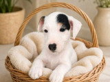 1 chiot Jack Russell mâle à poil lisse non LOF né février 2026 en vente