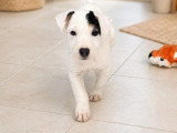 1 chiot Jack Russell mâle à poil lisse non LOF né février 2026 en vente