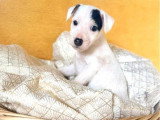 1 chiot Jack Russell mâle à poil lisse non LOF né février 2026 en vente