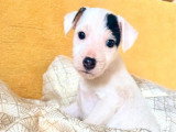 1 chiot Jack Russell mâle à poil lisse non LOF né février 2026 en vente