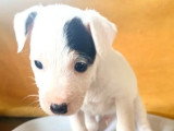 1 chiot Jack Russell mâle à poil lisse non LOF né février 2026 en vente