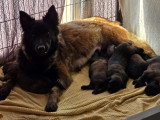 Chiots Tervueren LOF à vendre