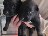 Chiots Tervueren LOF à vendre