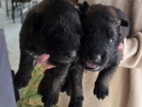 Chiots Tervueren LOF à vendre