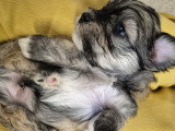 Chiots Bichon Havanais à vendre