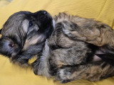 Chiots Bichon Havanais à vendre