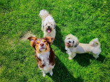Chiots Bichon Havanais à vendre