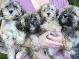 Chiots Bichon Havanais à vendre