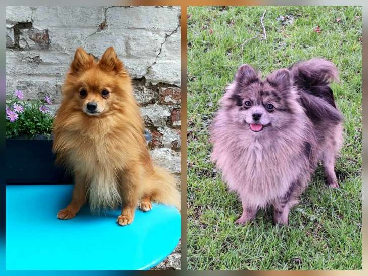Chiots Spitz Allemands nains et petits à vendre