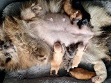 Chiots Spitz Allemands nains et petits à vendre