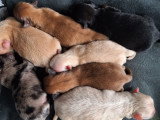 Chiots Spitz Allemands nains et petits à vendre