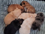 Chiots Spitz Allemands nains et petits à vendre