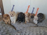 Chiots Spitz Allemands nains et petits à vendre