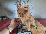 Chiots Spitz Allemands nains et petits à vendre