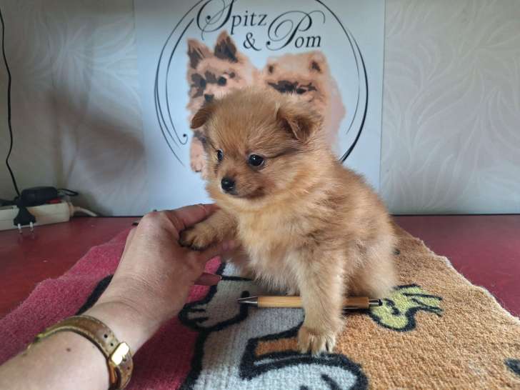 Chiots Spitz Allemands nains et petits à vendre
