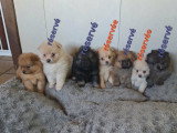 Chiots Spitz Allemands nains et petits à vendre