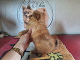 Chiots Spitz Allemands nains et petits à vendre