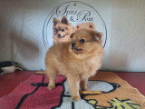 Chiots Spitz Allemands nains et petits à vendre