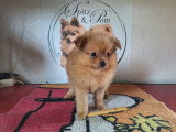 Chiots Spitz Allemands nains et petits à vendre