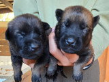 Chiots Malinois LOF à vendre