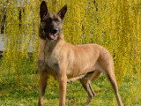 Chiots Malinois LOF à vendre