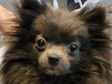 Chienne Spitz Poméranien adulte à vendre