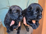 Chiots Berger Hollandais LOF à vendre